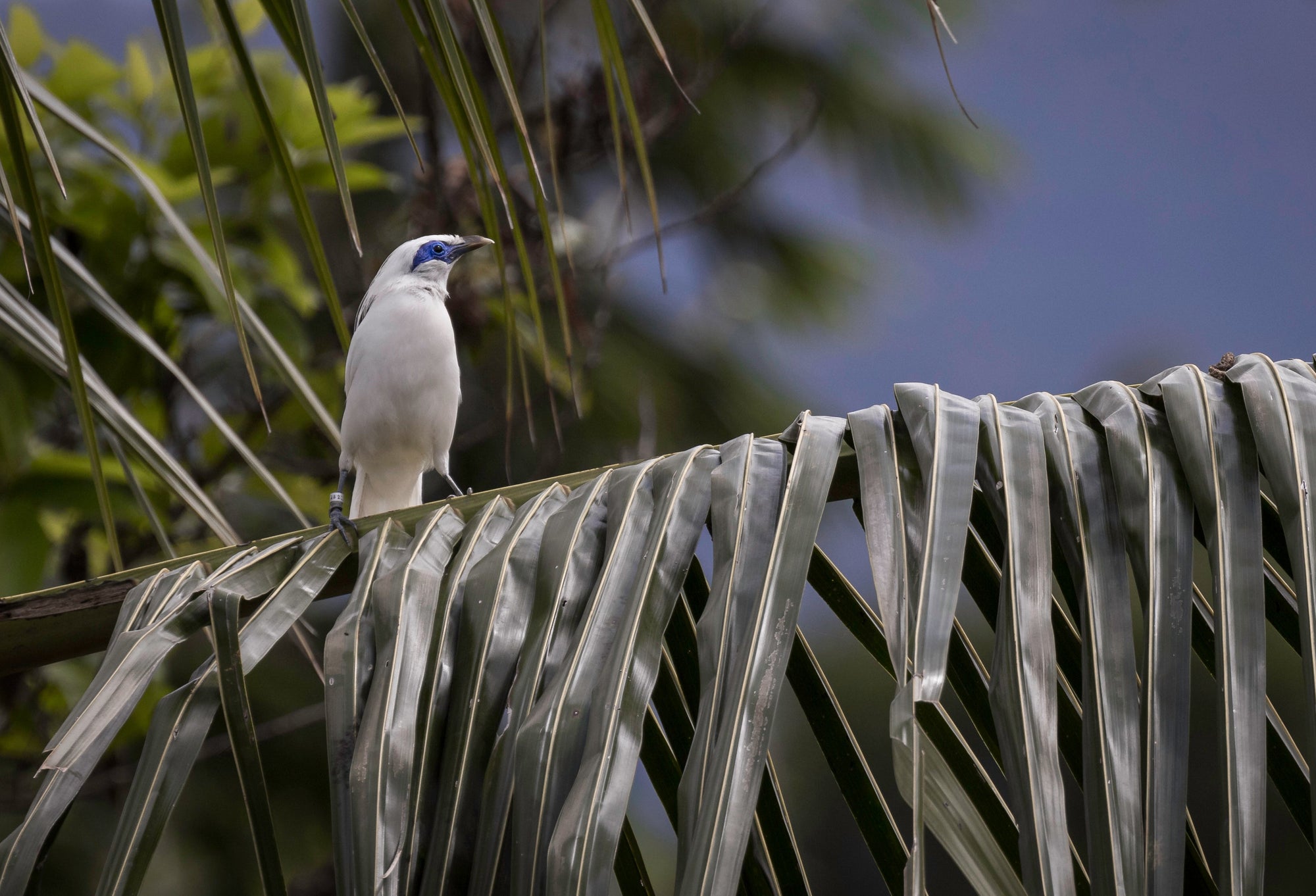 Bird perched on a palm leaf with a blurred background